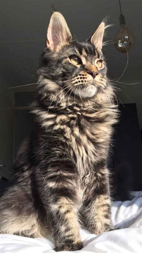 The Tabby Maine Coon Maine Coon Expert