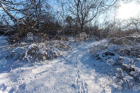 Snow White Winter Forest Pathways With Deep Sun And Shadows Stock Photo