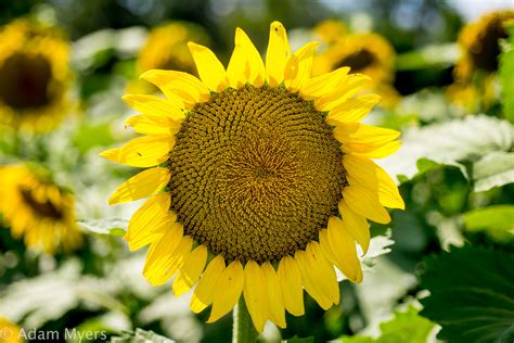 Sunflower Macro 4 Sunflowers At Mckee Beshers Wildlife Man Flickr