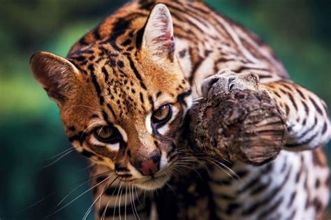 11 Awesome Native Animals You Must See In Mexico 動物