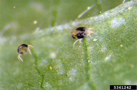 Two Spotted Spider Mite Control Tips On Treating Two Spotted Mites On