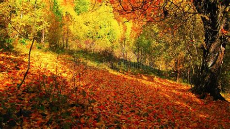 Beautiful Sunny Day In The Autumn Golden Forest Stock