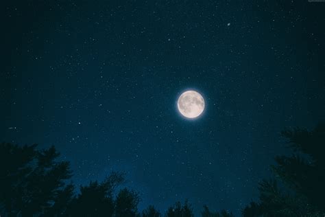 103145 Stars Moon Forest 4k Night Sky Mocah