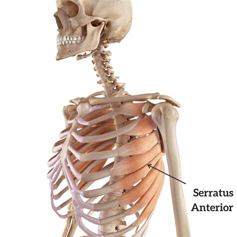 Muscle Breakdown Serratus Anterior