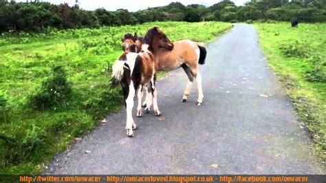 Two Ponies Are Enjoying Each Other Youtube