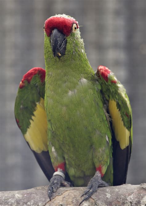 Thick Billed Parrot Zoochat