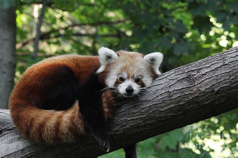 Sleepy Red Panda Photograph By Judy Whitton