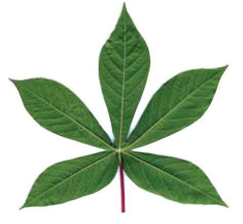 Jenis daun lainnya adalah daun menjari dengan bentuk daun yang memiliki tulang daun dengan ukuran sahabat alam: Bagian-Bagian Tumbuhan dan Fungsinya: Daun Menjari dan ...