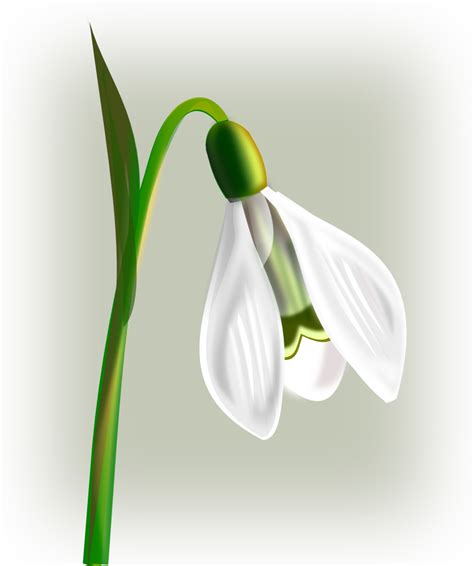 By webmaster • flowers •. OnlineLabels Clip Art - Flowers_Snowdrop
