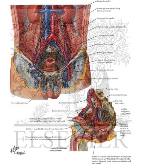 Lymph Vessels And Nodes Of Pelvis And Genitalia Male