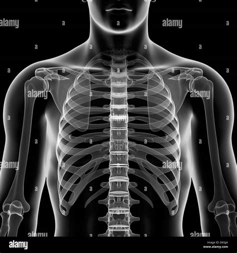Male Chest Anatomy Black And White Stock Photos And Images Alamy