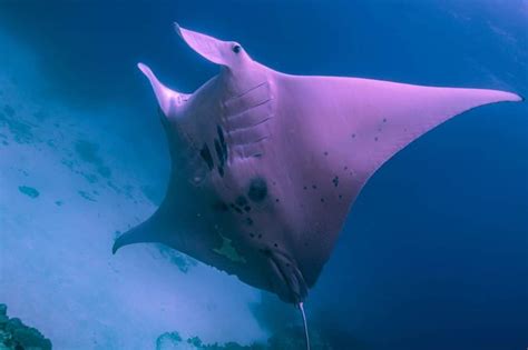 Pink Manta Ray Spotted At Lady Elliot Island Bundaberg Now