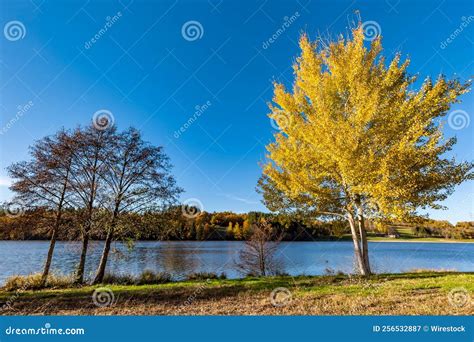 Trees On The Lakeshore Of Aubusson Lake Auvergne France Stock Image