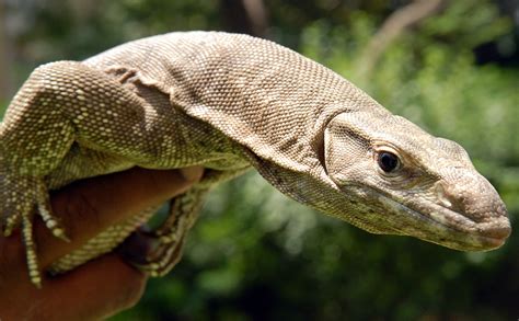 Algerian National Apprehended With Bag Made Of Monitor Lizard Skin At