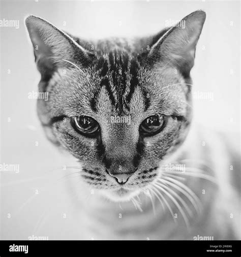 Tabby Cat Face Closeup Black And White Stock Photo Alamy