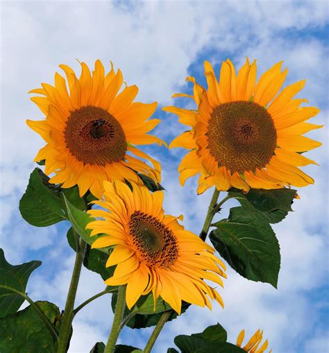 Free Images Petal Bloom Botany Colorful Yellow