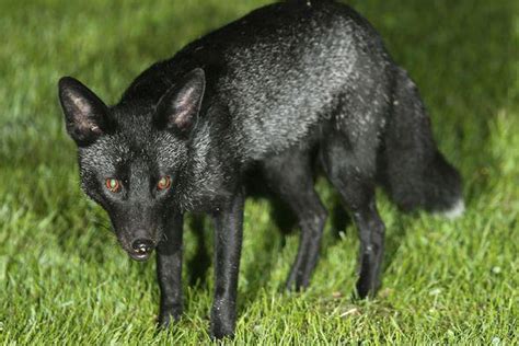 Black Fox Animal