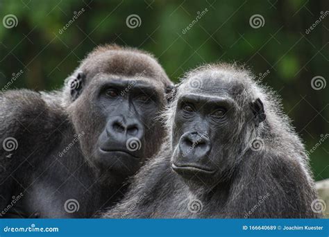 Portrail Of An Old Couple Of Gorillas Stock Image Image Of Female