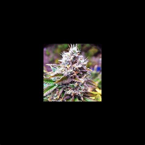 Purple Kush Auto Graines De Cannabis Seeds66 690