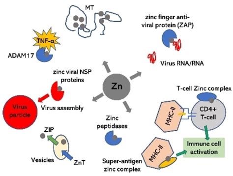 Bioinorganic Chemistry Of Zinc In Relation To The Immune System