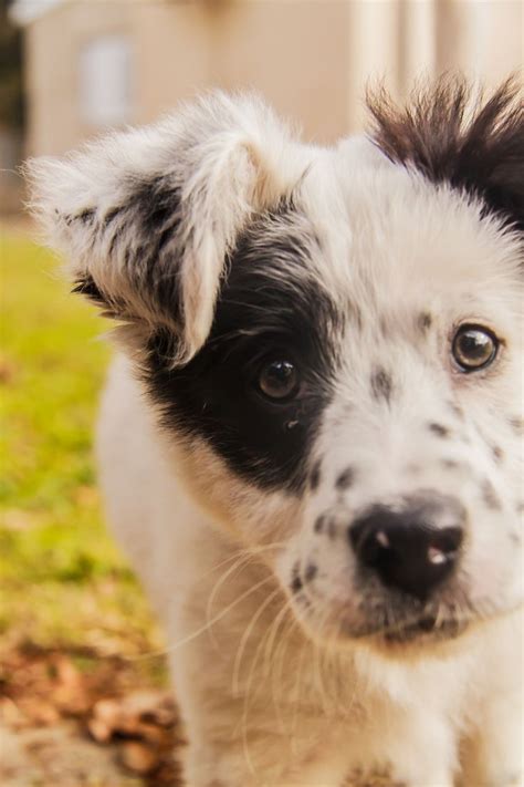 Pin De Violet En Dogs Perros Bonitos Mascotas Animales