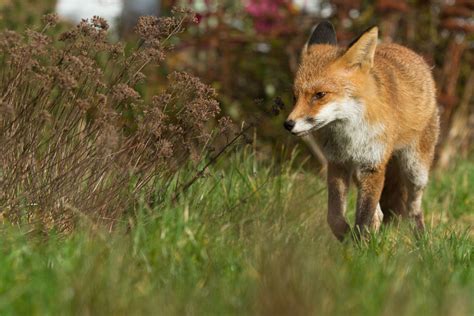 Fox tv canlı izle, fox tv hd kesintisiz yayınını ücretsiz olarak direk izleyebileceğiniz internet sayfasıdır. A Healthy Walk (fox special) | Everything is Permuted ...