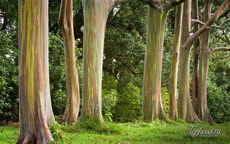 Rainbow Eucalyptus Tree