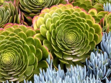 ¡entra y descubre sus cuidados, características, variedades y mucha ¿qué es una suculenta? Cómo cultivar y cuidar el aeonium | Plantas suculentas ...