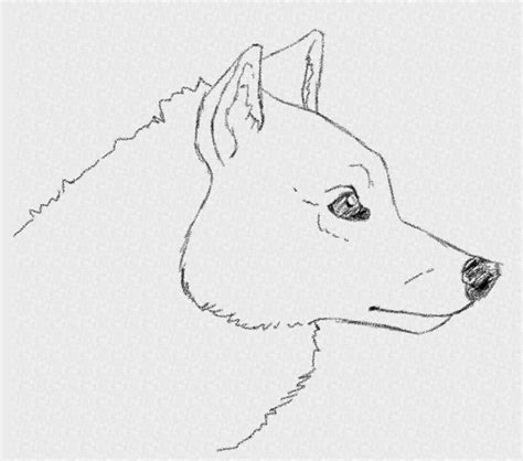 How To Draw A Dog Head Side View First We Need To Construct The Dog