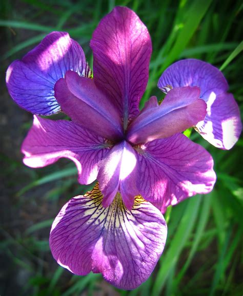 Chronicles Of Whimsy Iris Of Whimsy