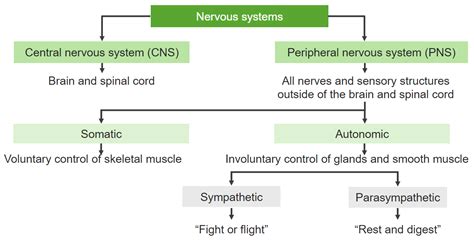 Nervensystem Aufbau Und Funktion Lecturio