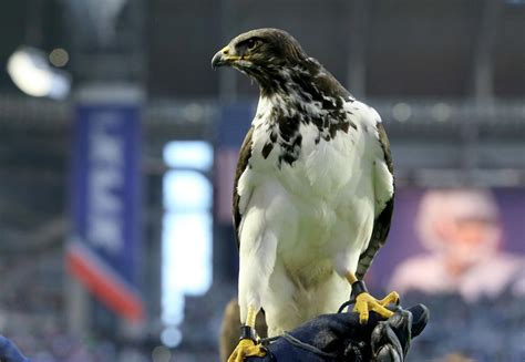 A 9 Year Old Augur Hawk Named Taima The Seahawks Live Hawk Mascot