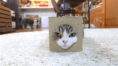 Cat Box  Find And Share On Giphy