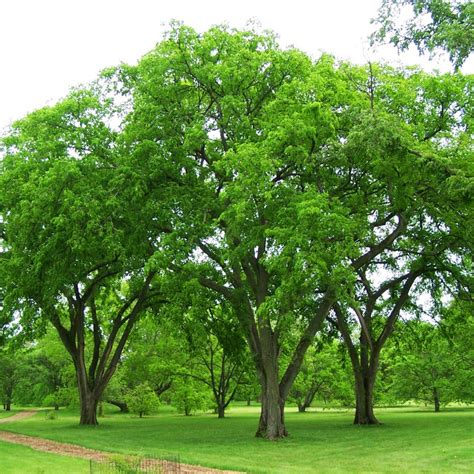 Prairie Expedition Elm Tree For Sale Online The Tree Center