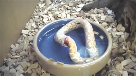 Ouroboros Snake Eating Its Own Tail Hd Youtube