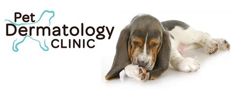 Pet Dermatology Clinic Animal Skin Ear And Allergy Minnesota