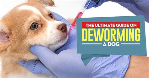 How To Deworm A Dog With Pictures Natural And Veterinary Treatments