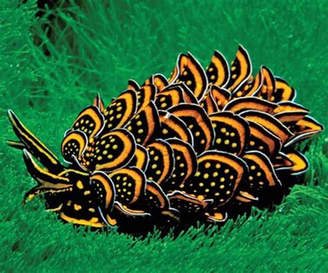 20 Beautiful Animals That Live Under The Sea Page 8 Of 10