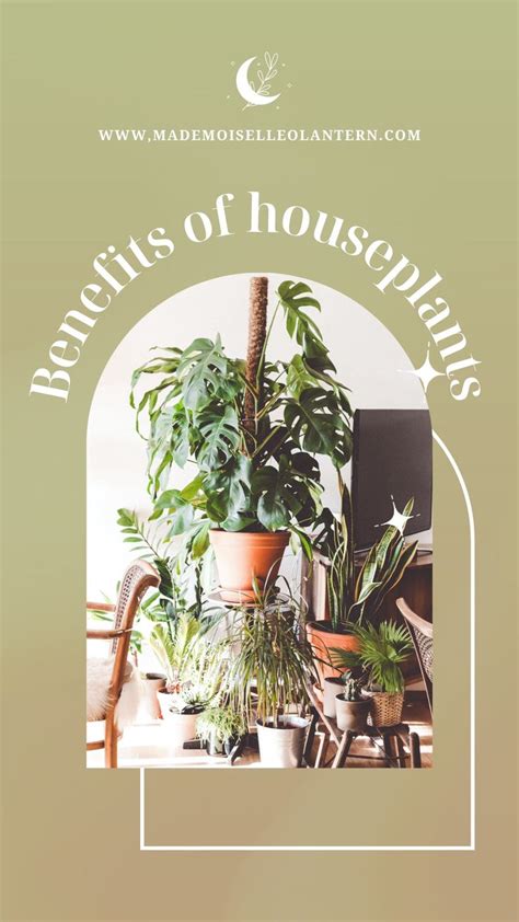 Benefits Of House Plants An Immersive Guide By Joy
