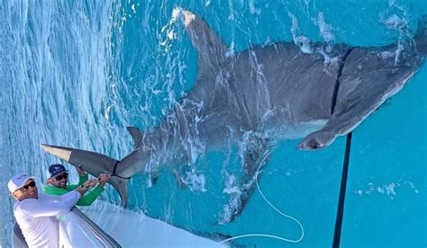 Video Greg Norman Catches World Record Size Hammerhead Shark Fishing