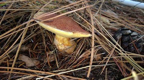 Letters From Shenanigan Valley Idaho November Mushrooms