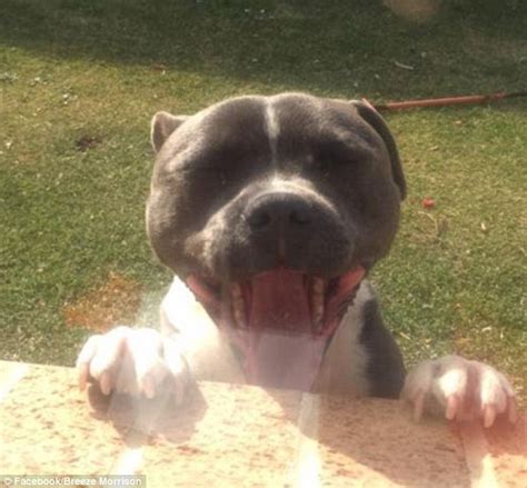 It takes several more weeks for their eyes to mature and their eyesight to approach the level it will be for. Dog owners share adorable pictures of their canine friends flashing toothy grins | Daily Mail Online