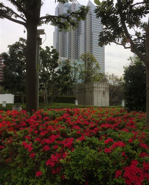 桜が終わったら次はツツジですね間も無く満開となりそうなところを見つけてパークタワーを撮影 parktower tutuji