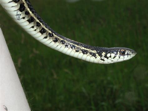 Plains Gartersnake Thamnophis Radix Ohio Herp Atlas Ohparc