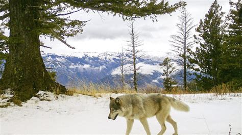 Judge Orders Federal Protection For Gray Wolves Be Restored