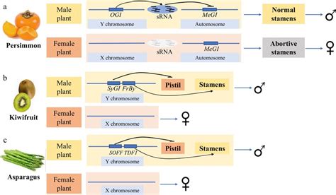 Horticultural Crops With Known Sex Determining Genes A The Download Scientific Diagram