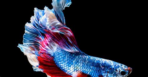 Aquarium ikan cupang unik aquaroum cupang ini sudah didekorasi layaknya sebuah televisi yang dapat membantu anak anak menghindari tv untuk melihat pemandangan ikan hias. Unik, Warga Manokwari Berantas Nyamuk dengan Ikan Cupang ...