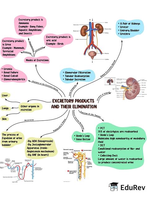 Mind Map Excretory Products And Their Elimination Biology Class Neet Pdf Download