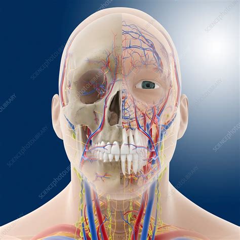 Head And Neck Anatomy Artwork Stock Image C0140509 Science