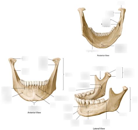 Mandible Osteology Diagram Quizlet